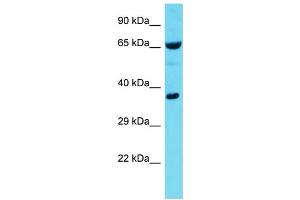 Host: Rabbit  Target Name: Rnpep  Sample Tissue: Mouse Lung lysates  Antibody Dilution: 1. (RNPEP 抗体  (C-Term))
