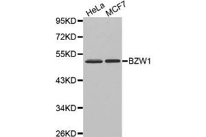 Western Blotting (WB) image for anti-Basic Leucine Zipper and W2 Domains 1 (BZW1) antibody (ABIN1875479) (BZW1 抗体)