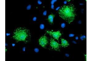 Anti-KATNB1 mouse monoclonal antibody (ABIN2455205) immunofluorescent staining of COS7 cells transiently transfected by pCMV6-ENTRY KATNB1 (RC201852). (KATNB1 抗体)