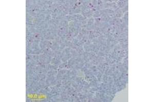 Image no. 2 for anti-West Nile Virus (WNV) (AA 73-86) antibody (ABIN199990) (West Nile Virus 抗体  (AA 73-86))