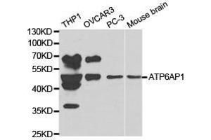 Western Blotting (WB) image for anti-ATPase, H+ Transporting, Lysosomal Accessory Protein 1 (ATP6AP1) antibody (ABIN1871166) (ATP6AP1 抗体)