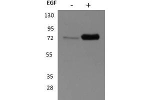 Western Blot of Rabbit anti-p90 RSK1 antibody. (RPS6KA1 抗体  (C-Term))