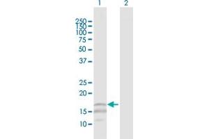Western Blot analysis of CD247 expression in transfected 293T cell line by CD247 MaxPab polyclonal antibody. (CD247 抗体  (AA 1-164))