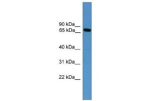 Masp2 antibody used at 0. (MASP2 抗体  (Middle Region))