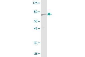 Western Blot detection against Immunogen (75. (Septin 10 抗体  (AA 1-454))