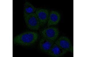 Immunofluorescent staining of A-431 cells with DICER1 monoclonal antibody, clone CL0378  (Green) shows specific staining in the cytosol. (DICER1 抗体)