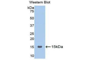 Western Blotting (WB) image for anti-Gonadotropin-Releasing Hormone 1 (Luteinizing-Releasing Hormone) (GNRH1) (AA 24-92) antibody (ABIN1173767) (GNRH1 抗体  (AA 24-92))