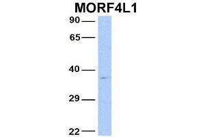 Host:  Rabbit  Target Name:  MORF4L1  Sample Type:  Human Fetal Brain  Antibody Dilution:  1. (MORF4L1 抗体  (N-Term))