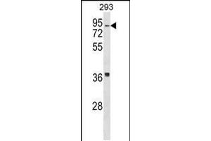 Western blot analysis in 293 cell line lysates (35ug/lane). (HIRIP3 抗体  (AA 287-316))