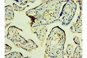 Immunohistochemistry of paraffin-embedded human placenta tissue using ABIN7166178 at dilution of 1:100 (TFG 抗体  (AA 1-240))