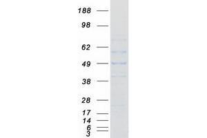Western Blotting (WB) image for Rab Geranylgeranyltransferase, alpha Subunit (RABGGTA) (Transcript Variant 2) protein (Myc-DYKDDDDK Tag) (ABIN2730381)