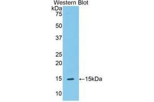 Western blot analysis of recombinant Mouse C1INH. (SERPING1 抗体  (AA 211-331))