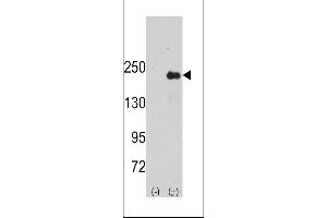 Western blot analysis of SPAG9 using rabbit polyclonal SPAG9 Antibody using 293 cell lysates (2 ug/lane) either nontransfected (Lane 1) or transiently transfected with the SPAG9 gene (Lane 2).