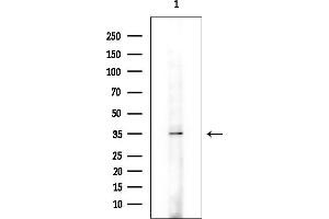 Western blot analysis of lysates from Mouse brain, using YO Antibody at 1/1000 dilution.