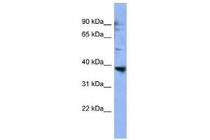 OR2L3 antibody used at 0.