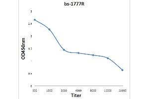 Antigen: 0. (CCKBR 抗体  (AA 301-400))