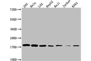 Western Blot Positive WB detected in: 293 whole cell lysate, Hela whole cell lysate, L02 whole cell lysate, HepF2 whole cell lysate, Raji whole cell lysate, Jurkat whole cell lysate, K562 whole cell lysate All lanes: TOMM22 antibody at 1:1000 Secondary Goat polyclonal to rabbit IgG at 1/50000 dilution Predicted band size: 16 kDa Observed band size: 18 kDa (Recombinant TOMM22 抗体)