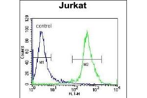 ZN Antibody (N-term) (ABIN655428 and ABIN2844965) flow cytometric analysis of Jurkat cells (right histogram) compared to a negative control cell (left histogram). (ZNF841 抗体  (N-Term))