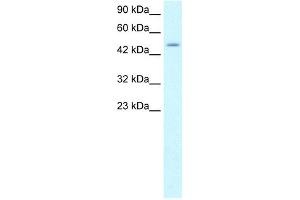 WB Suggested Anti-ZNF365 Antibody Titration: 1. (ZNF365 抗体  (N-Term))