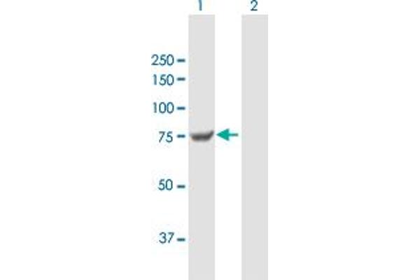 Transglutaminase 7 抗体  (AA 1-710)