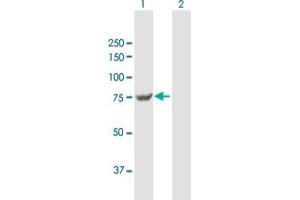 Western Blot analysis of TGM7 expression in transfected 293T cell line by TGM7 MaxPab polyclonal antibody. (Transglutaminase 7 抗体  (AA 1-710))