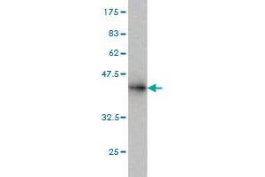 Western Blotting (WB) image for anti-E3 ubiquitin-protein ligase RAD18 (RAD18) (AA 332-430) antibody (ABIN566046)