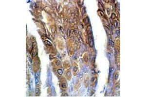 Rat stomach tissue was stained by anti-IMDS/AM-2(8-47) (Human) Serum at 1:100 (Adrenomedullin 2 抗体  (AA 8-47))
