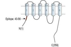 anti-Solute Carrier Family 30 Member 2 (SLC30A2) (AA 43-56), (Intracellular), (N-Term) antibody