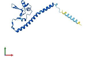 Protein Structure (PS) image for Ribosomal L24 Domain Containing 1 (RSL24D1) (AA 1-163) protein (His tag) (ABIN7551465)