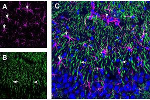 Expression of GFAP and 5HT1B Receptor in rat hippocampus CA3 region. (GFAP 抗体  (Intracellular) (Atto 647N))