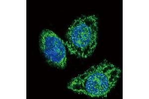 Confocal immunofluorescent analysis of DUSP6 Antibody (Center) (ABIN392864 and ABIN2842279) with Hela cell followed by Alexa Fluor 488-conjugated goat anti-rabbit lgG (green). (DUSP6 抗体  (AA 58-89))