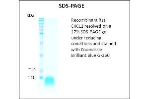 SDS-PAGE (SDS) image for Chemokine (C-X-C Motif) Ligand 2 (CXCL2) (Active) protein (ABIN5509438) (CXCL2 蛋白)