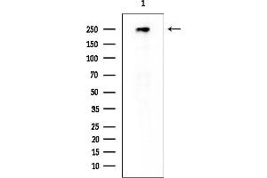 anti-Mediator Complex Subunit 13-Like (MED13L) antibody