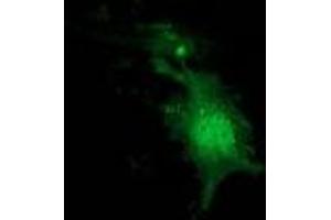 Anti-NUDT6 mouse monoclonal antibody (ABIN2454221) immunofluorescent staining of COS7 cells transiently transfected by pCMV6-ENTRY NUDT6 (RC203470). (NUDT6 抗体)