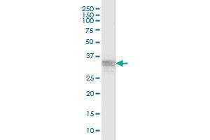 RNF166 MaxPab polyclonal antibody. (RNF166 抗体  (AA 1-237))