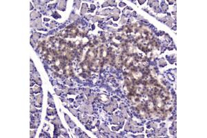 IHC testing of FFPE rat pancreas tissue with IDE antibody at 1ug/ml. (IDE 抗体)
