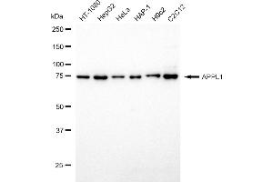 Western blotting analysis using APPL1 antibody (ABIN7797507).