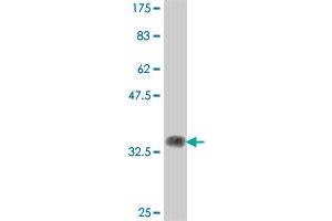 Western Blot detection against Immunogen (37. (DGCR14 抗体  (AA 377-476))