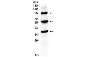 Western blot testing of mouse liver tissue lysate with Thrombopoietin antibody at 0. (Thrombopoietin 抗体)