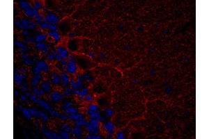 Indirect immunohistochemistry of a PFA fixed mouse cerebellum section (dilution 1 : 500). (GAD65 抗体  (N-Term))
