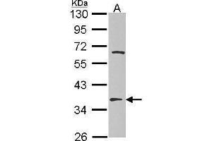 WB Image Sample (30 ug of whole cell lysate) A: Hep G2 , 10% SDS PAGE EF-TsMt antibody antibody diluted at 1:1000 (TSFM 抗体)