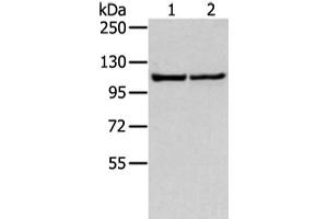 Western blot analysis of 231 and hela cell using WWP1 Polyclonal Antibody at dilution of 1:300 (WWP1 抗体)