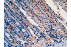 IHC-P analysis of Mouse Stomach Tissue, with DAB staining. (GHRH 抗体  (AA 20-97))
