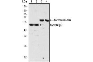 Western blot analysis using IgG antibody (lane 1, 2) and Albumin antibody (lane 3, 4) against human serum (lane 1, 3) and plasma (lane 2, 4).