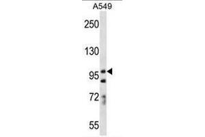 PCDH7 Antibody (C-term) western blot analysis in A549 cell line lysates (35µg/lane). (PCDH7 抗体  (C-Term))