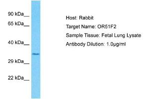 Western Blotting (WB) image for anti-Olfactory Receptor, Family 51, Subfamily F, Member 2 (OR51F2) (C-Term) antibody (ABIN2791826)
