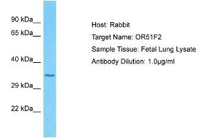 Host: Rabbit Target Name: OR51F2 Sample Type: Fetal Lung lysates Antibody Dilution: 1. (OR51F2 抗体  (C-Term))