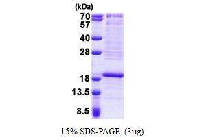 Ribosomal Protein L22 (RPL22) (AA 1-128) protein (His tag)