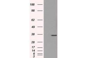Image no. 2 for anti-Fc Fragment of IgG, Low Affinity IIa, Receptor (CD32) (FCGR2A) antibody (ABIN1497263) (FCGR2A 抗体)