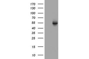 Image no. 3 for anti-3-Oxoacyl-ACP Synthase, Mitochondrial (OXSM) (AA 78-343) antibody (ABIN1491675) (OXSM 抗体  (AA 78-343))